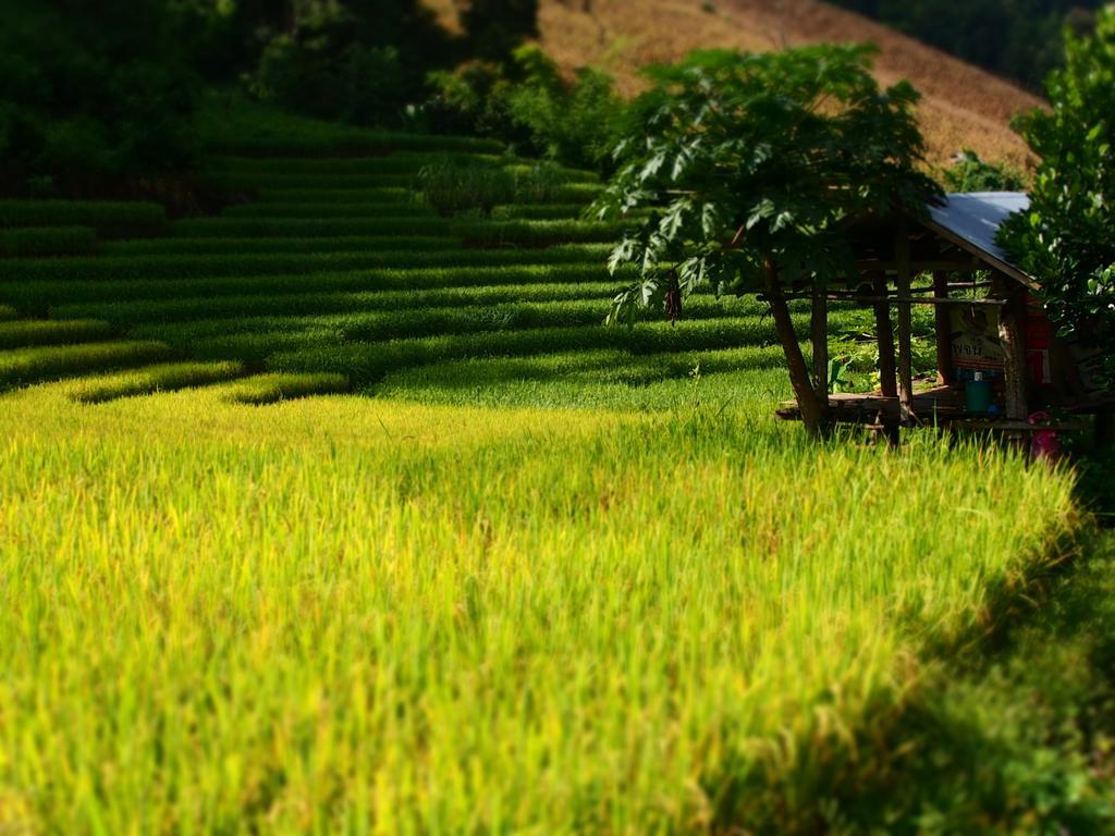 Kowitfarmstay Ban Mae Pan Noi Exterior foto