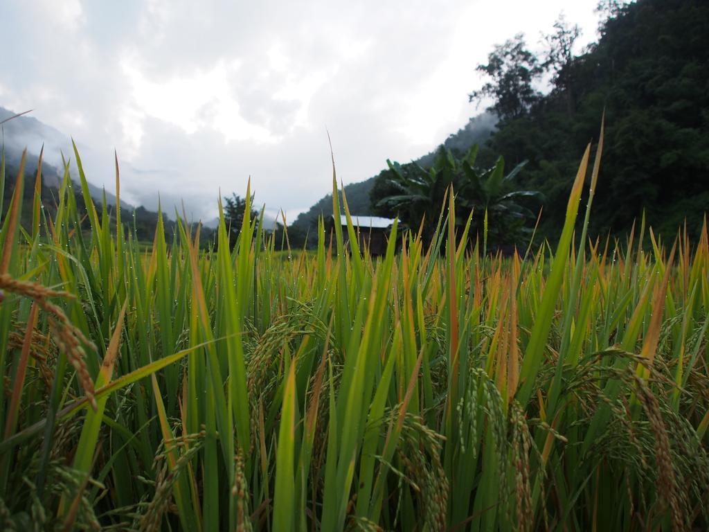 Kowitfarmstay Ban Mae Pan Noi Exterior foto
