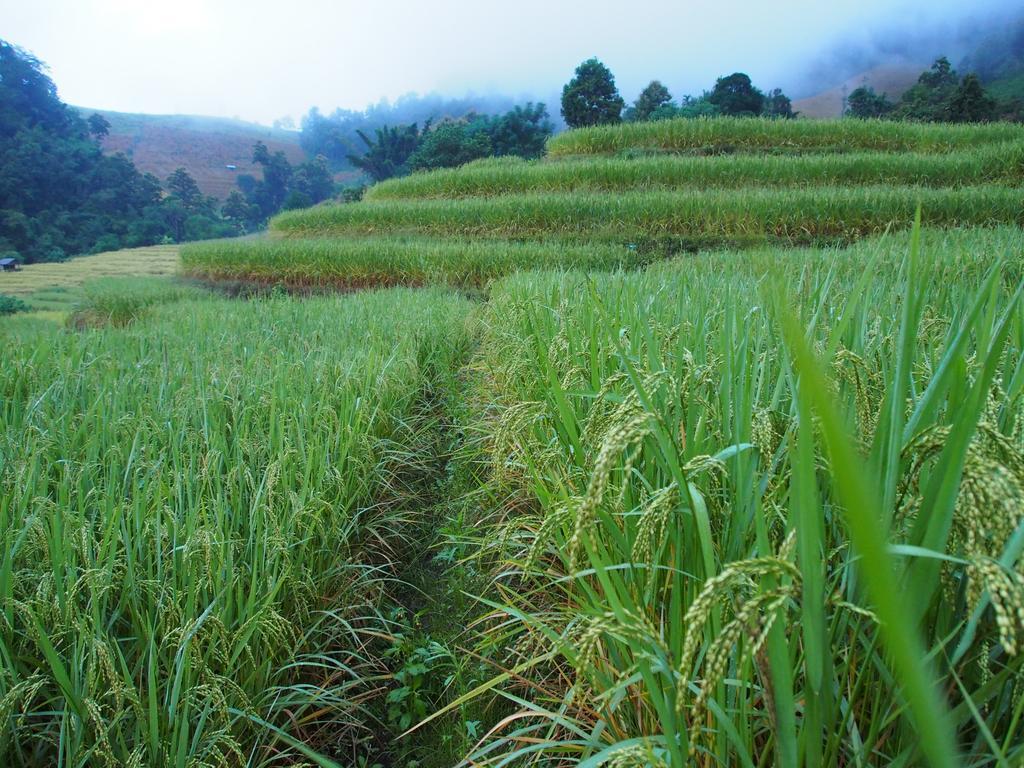 Kowitfarmstay Ban Mae Pan Noi Exterior foto